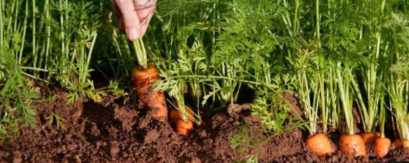 北方胡萝卜种植时间和方法