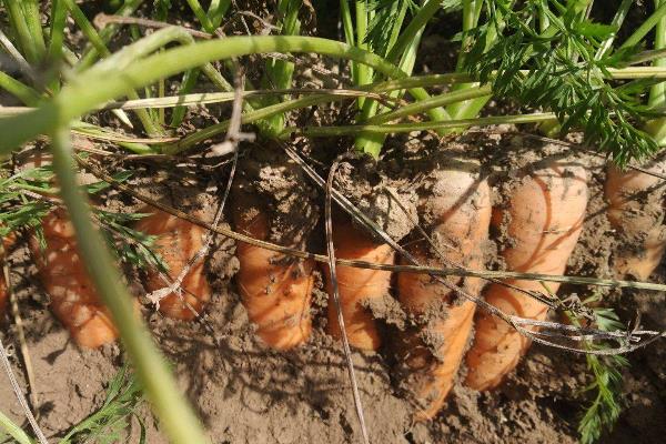 胡萝卜亩产量一般多少斤，附种植方法