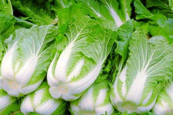 大白菜一亩地能产多少斤，附大白菜的种植方法