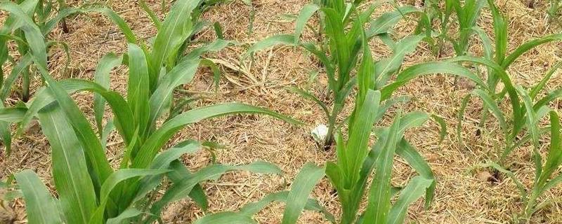 玉米苗期喷什么叶面肥,苗期管理技术要点