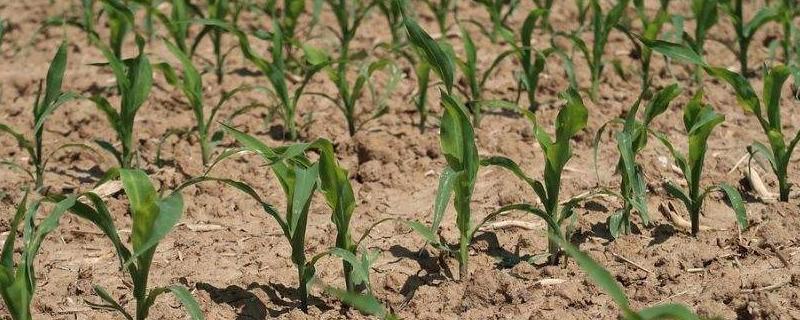 玉米除草剂能和叶面肥混用吗,什么时间喷比较好