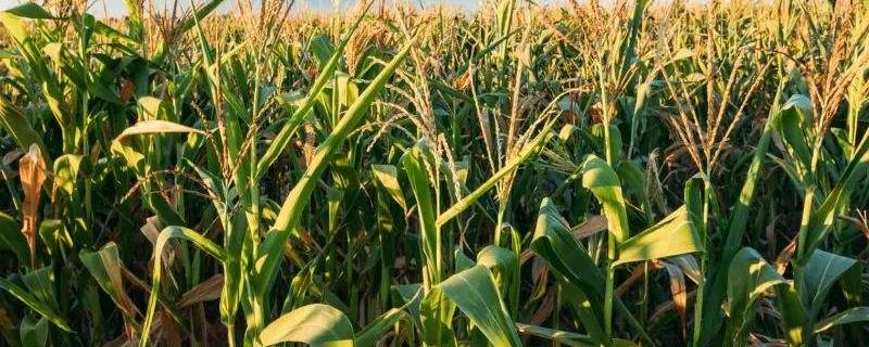 玉米后期管理和施肥什么时间最佳