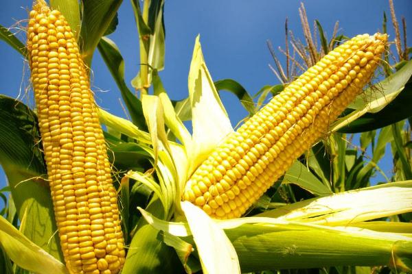 玉米种植时间和方法