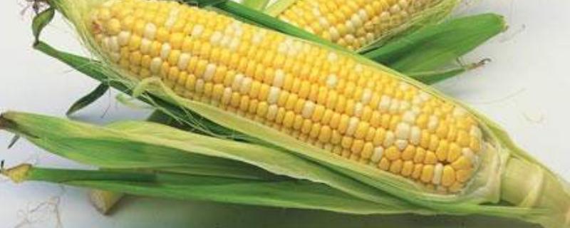 玉米打什么叶面肥增产,什么时候喷施比较好