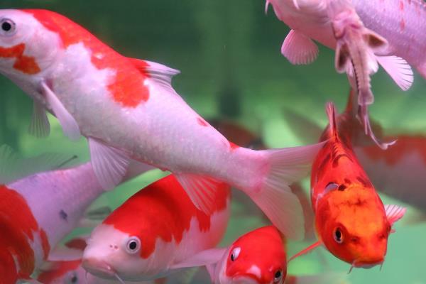 红运当头怎么养 红运当头鱼的养殖方法和注意事项