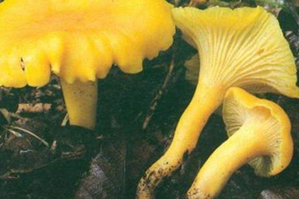 黄丝菌人工种植方法