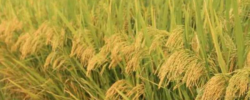硅肥在水稻的作用及使用方法,什么时候喷施比较好