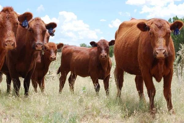 牛的养殖技术与管理，附牛的品种