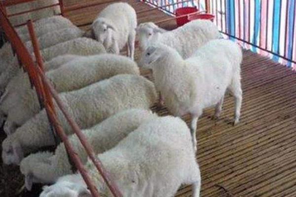 育肥羊的利润与成本