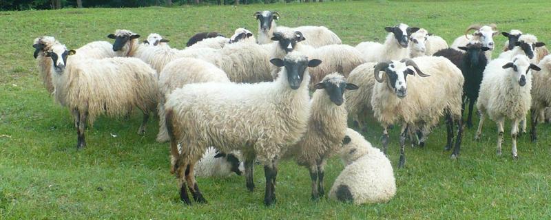 羊吃的牧草品种,吃草料过多不反刍怎么治