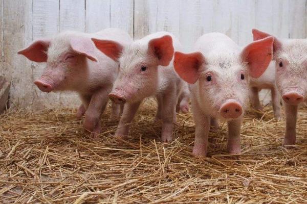 小猪从出生到出栏疫苗流程