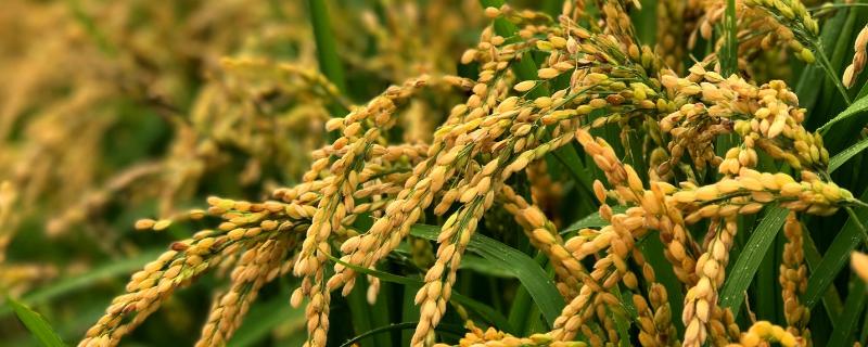 水稻扬花期必须注意三点,扬花期下雨的后果