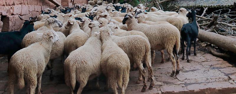 羊圈晚上用亮灯对羊有影响吗,羊圈晚上用什么灭蚊