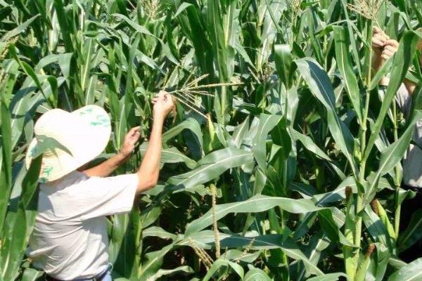 玉米拔节期管理技术要点