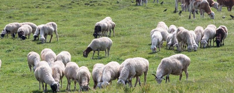 羊全价颗粒饲料不喂草,可以吗？正确的饲养管理要点
