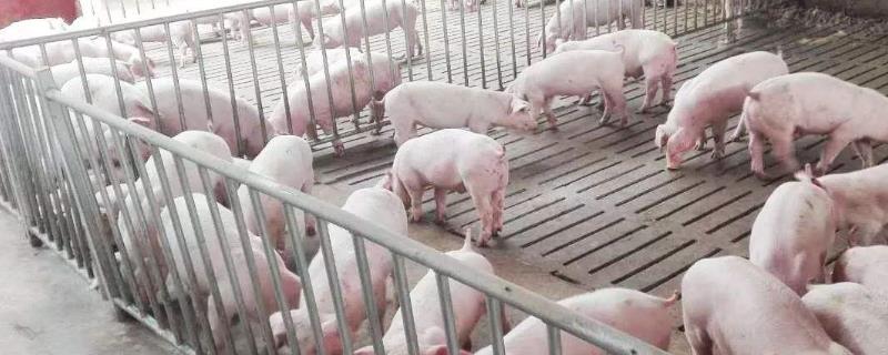 猪免疫程序表
