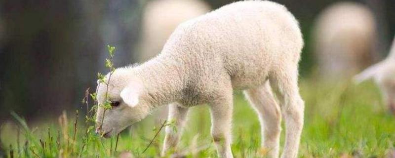 土方羊羔瘫软治疗方法,是什么原因