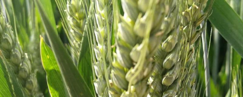 小麦灌浆期需要什么肥,一直不灌浆是什么原因