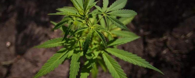 大痳种植的规定,合法种植大麻的技术方法
