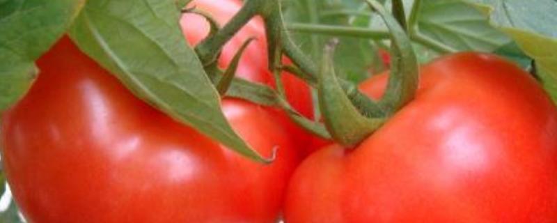西红柿为什么会烂果,烂果有什么办法