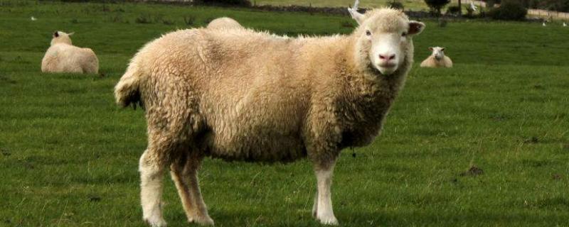 羊吃尿素中毒怎么解毒,羊肉还能吃吗