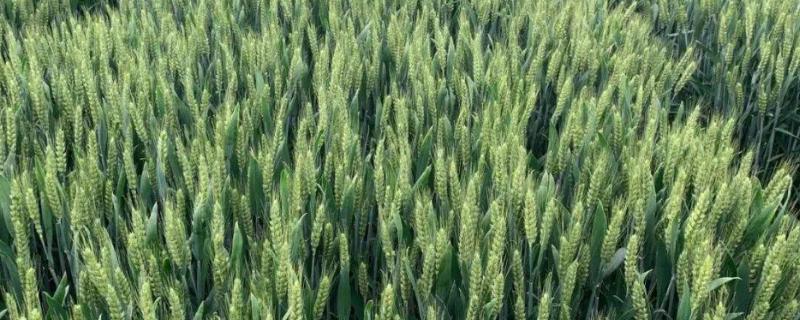 小麦灌浆期到成熟期多长时间,灌浆期注意事项