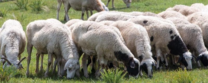 羊先喂草还是先喂料,种什么草喂养比较好
