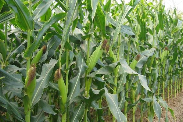 玉米叶片发黄原因及防治方法