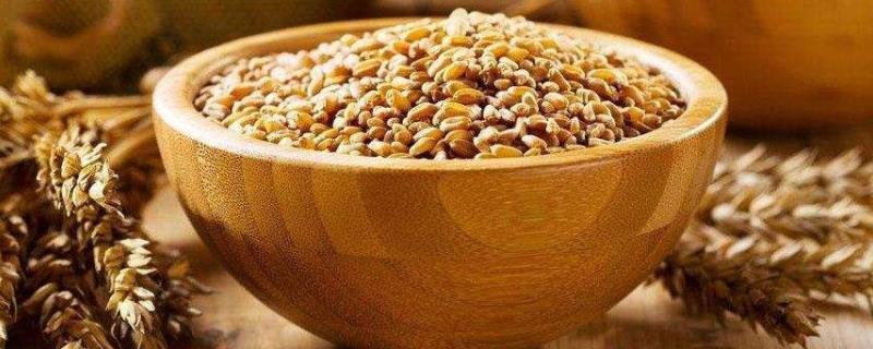 小麦能代替浮小麦吗，它们是一样的吗