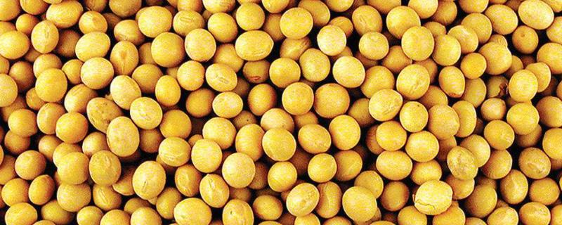 黑农48大豆品种介绍，产量如何