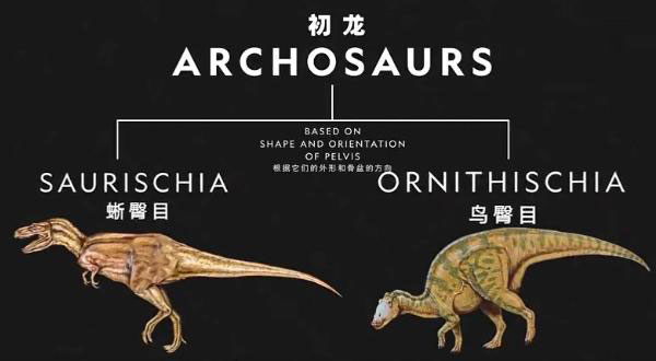恐龙有哪些种类