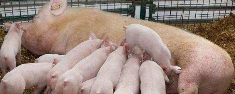 烯丙孕素母猪使用方法，作用是什么