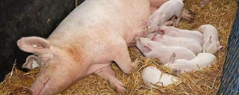 母猪见胎粪要多久下猪，胎粪是什么样子的？