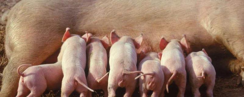 母猪早产10天猪仔能活吗，早产是什么原因导致的？