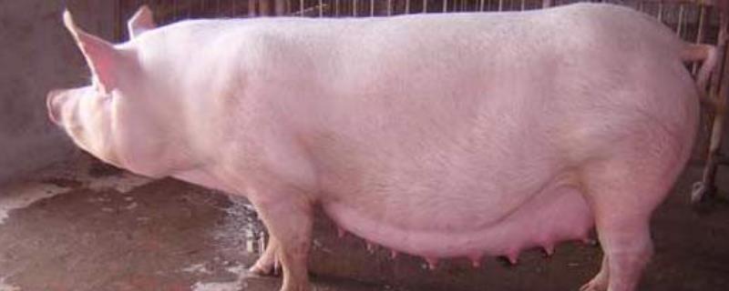母猪难产打缩宫素还是前列醇，初产母猪可用氯前列烯醇吗？
