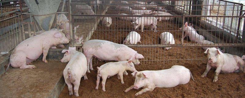 离村庄多少米可以养猪，占用基本农田如何处理