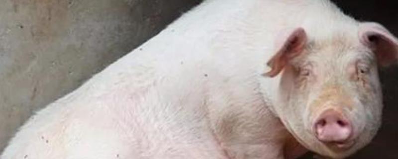 猪用什么器官辨味，用什么器官排毒？