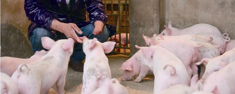 养猪人身上味道怎么去除，多久能去除？