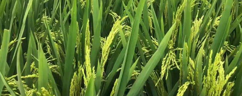 水稻稻飞虱特效杀虫剂，什么时候打比较好