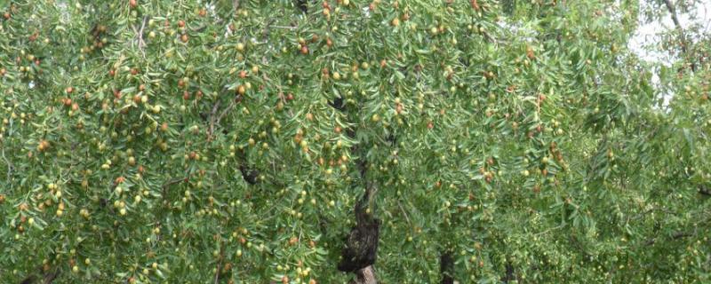 枣树花期喷什么农药，什么时候喷比较好？