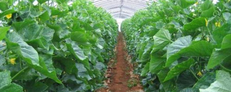 上海冬季气候条件对蔬菜露地种植的不利影响，该地区适合种植什么蔬菜