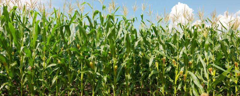 农历7月十五还能种玉米吗，开花授粉到成熟需要多久？灌浆到成熟需要多久