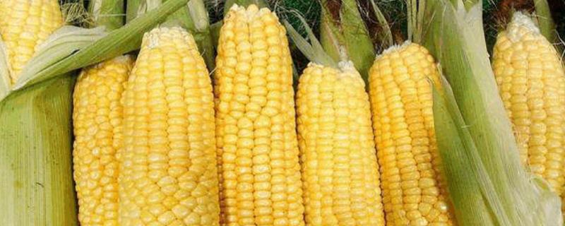 为什么玉米一年四季都有卖的，有哪些品种