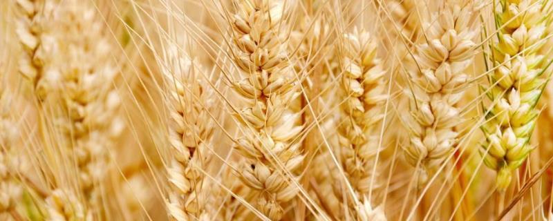 安徽收小麦是几月份，小满多久可以收小麦？
