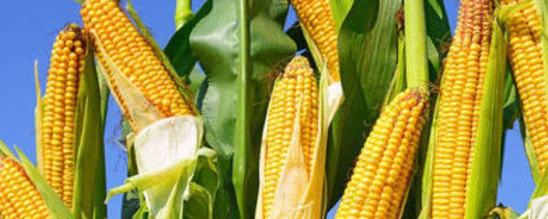 玉米亩产量一般能达到多少，如何能提高产量