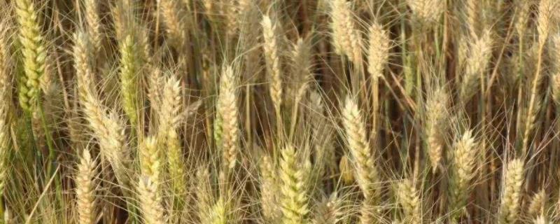 小麦死穗是什么原因，如何防治