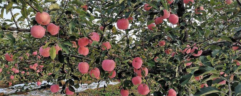 苹果树8月份施什么肥，打什么药