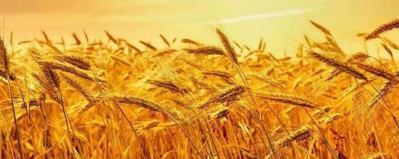 干热风对小麦危害的关键时期是什么期，小麦死的原因是什么