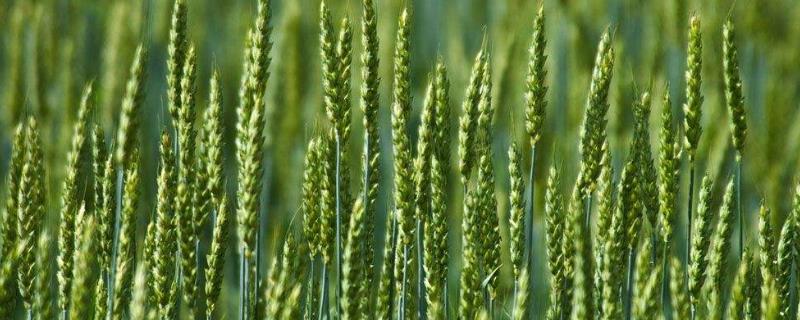 小麦是小米吗，古代小麦叫什么？能代替小麦的食物有哪些