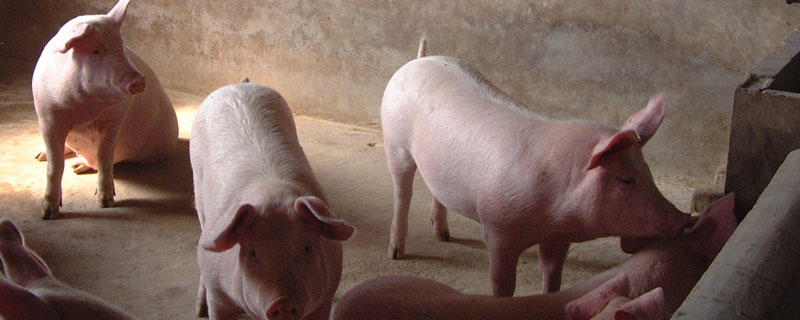 母猪配种技术猪场人工授精技术，人工配种管子入内几厘米
